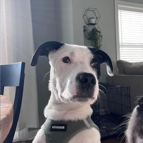 Enlarge Spot, a ADOPTABLE mixed breed in Plainfield, IL image 4/6