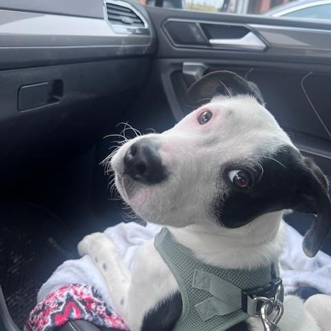 Spot, ADOPTABLE, Young Male Terrier.