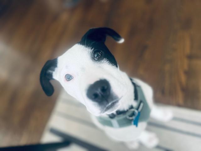 Enlarge Spot, a ADOPTABLE mixed breed in Plainfield, IL image 3/6