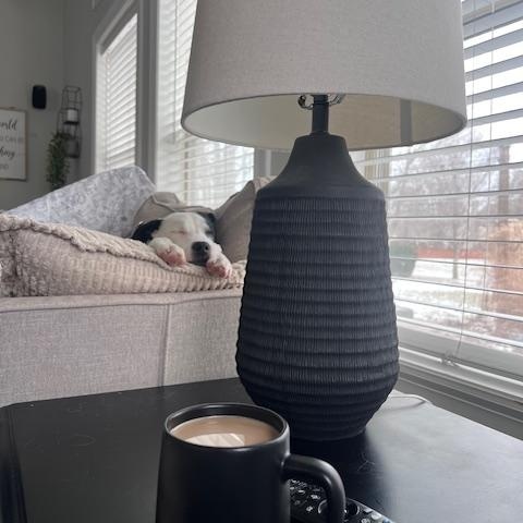 Enlarge Spot, a ADOPTABLE mixed breed in Plainfield, IL image 5/6