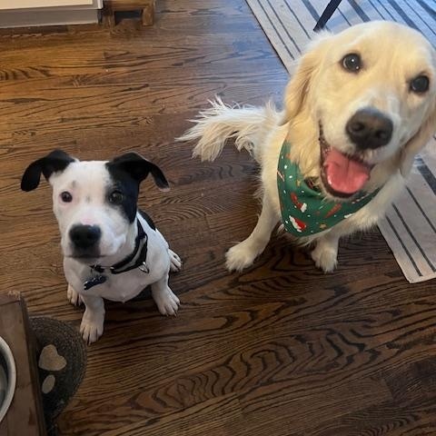 Enlarge Spot, a ADOPTABLE mixed breed in Plainfield, IL image 6/6