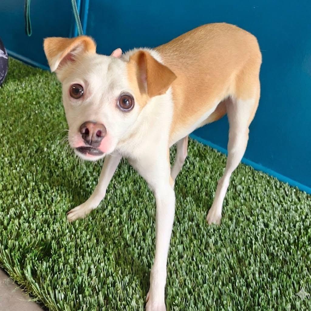 Arlo, Adoptable, Adult Male Chihuahua & Rat Terrier.