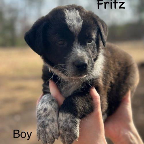 Fritz Adoption Pending, Adoptable, Puppy Male Retriever & Cattle Dog.