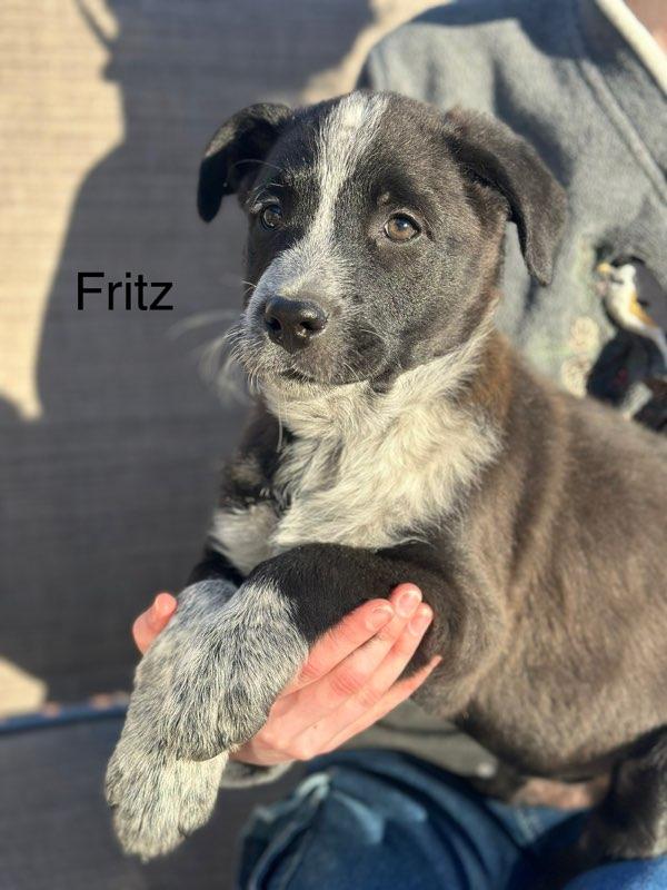 Fritz PENDING ADOPTION, Adoptable, Puppy Male Retriever & Cattle Dog.