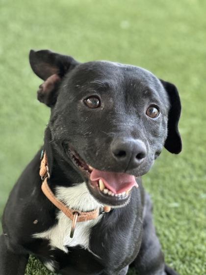 Bram, Adoptable, Young Male Pit Bull Terrier & Mixed Breed.