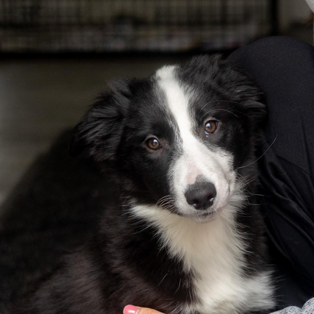 Opal (Female) , Adoptable, Puppy Female Border Collie.