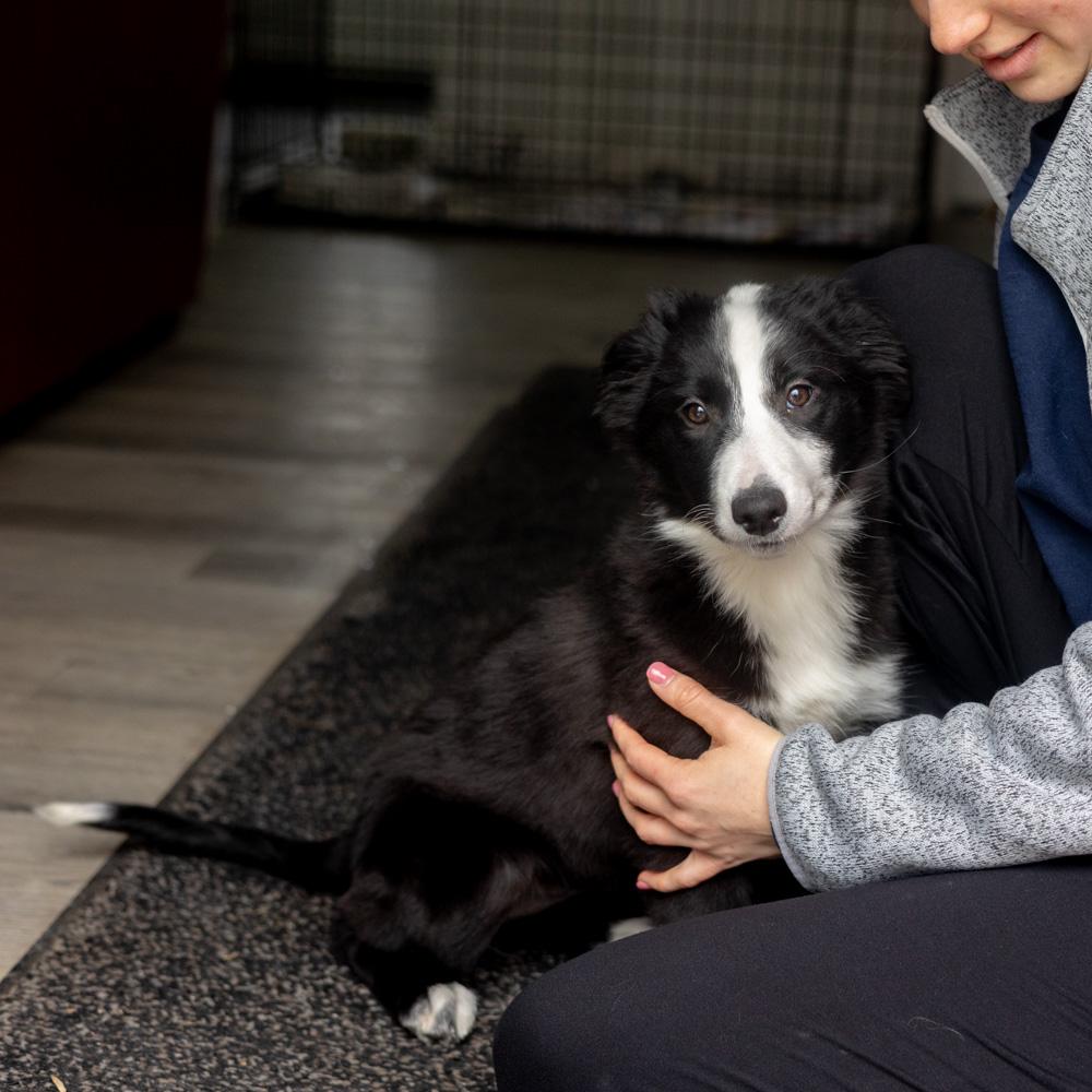 Enlarge Opal (Female) , a Adoptable mixed breed in West Grove, PA image 4/6