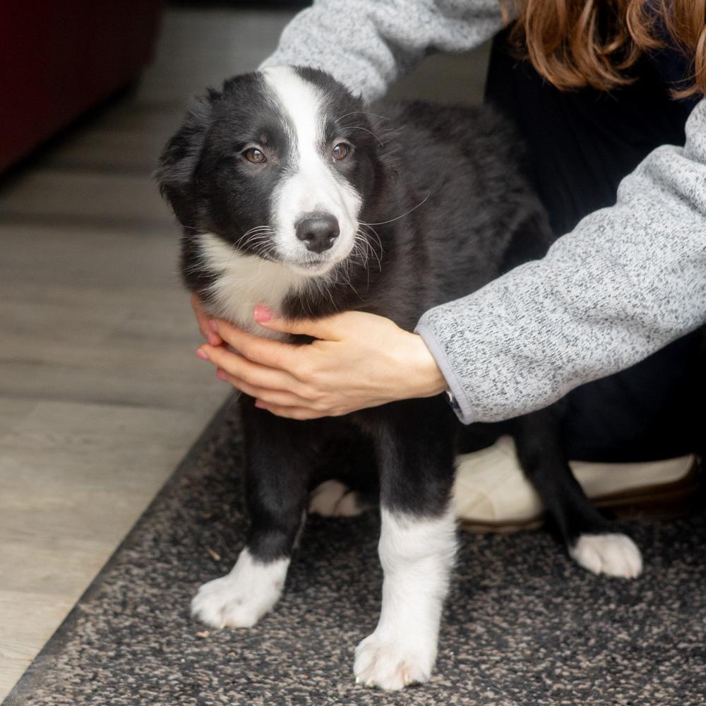 Enlarge Opal (Female) , a Adoptable mixed breed in West Grove, PA image 5/6
