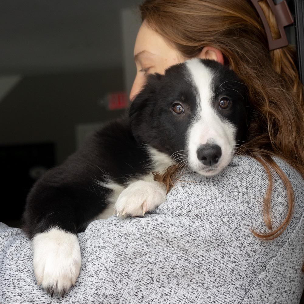 Enlarge Opal (Female) , a Adoptable mixed breed in West Grove, PA image 6/6