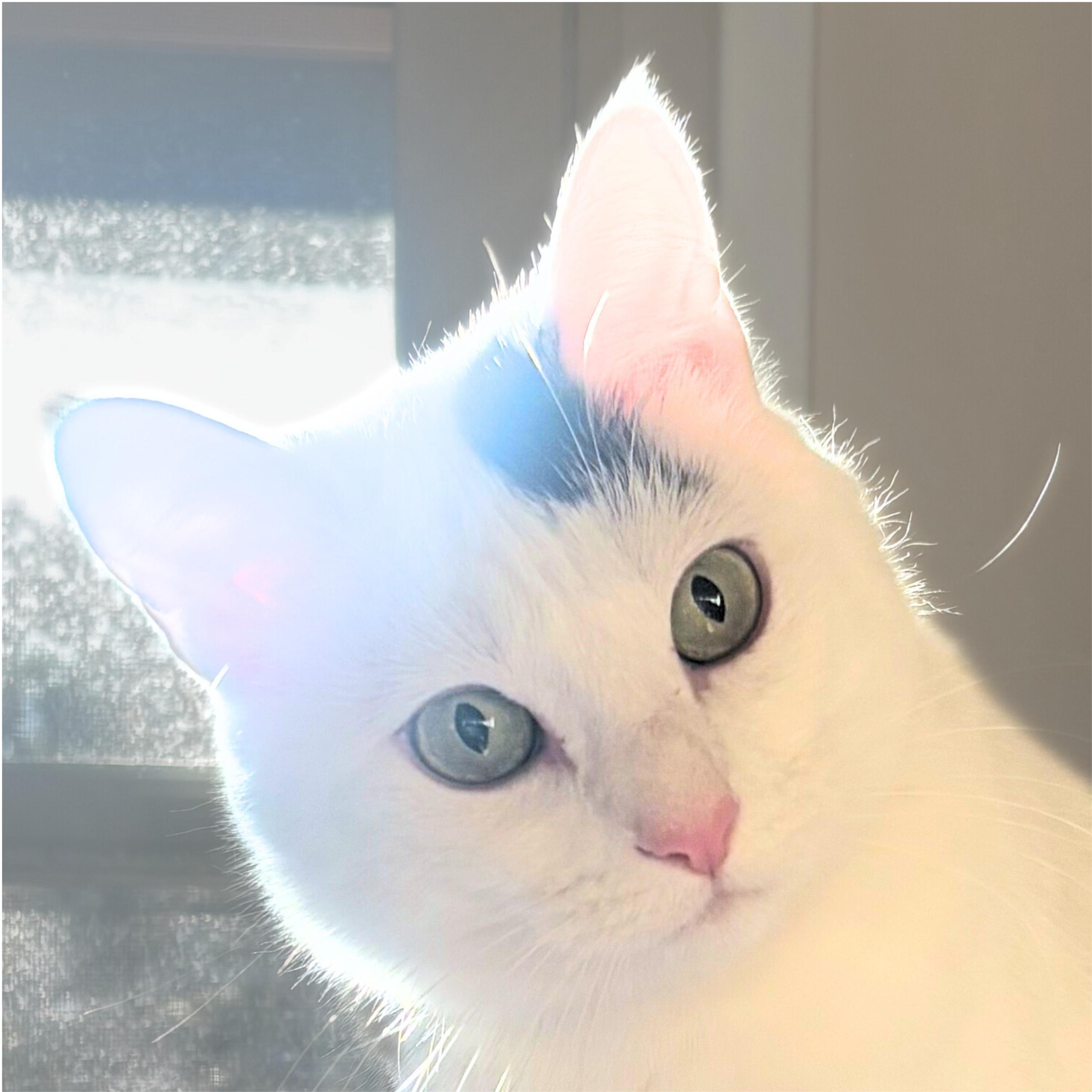 Miss Yvonne, a Adoptable mixed breed in Santa Fe, NM image 2/5