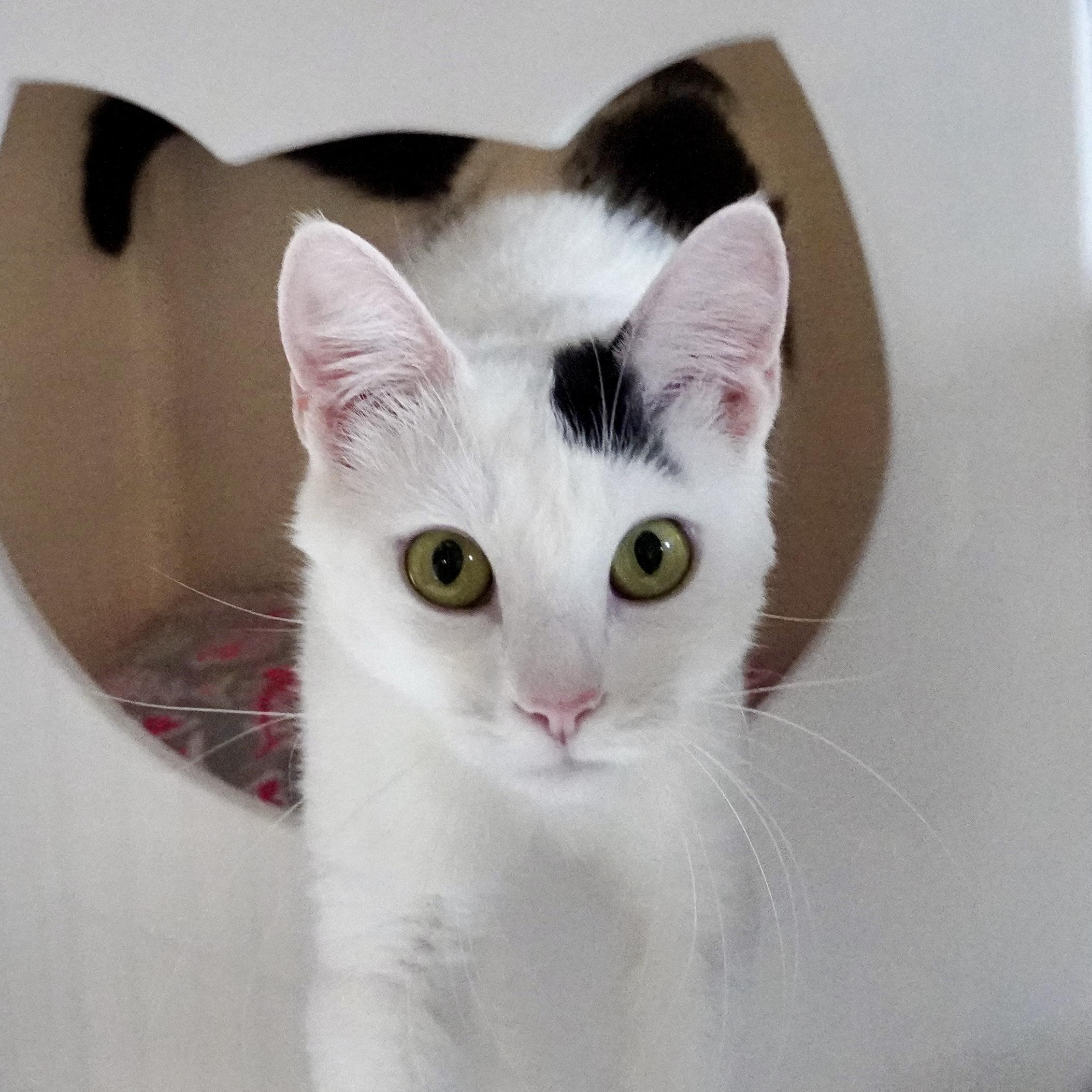 Enlarge Miss Yvonne, a Adoptable mixed breed in Santa Fe, NM image 5/6