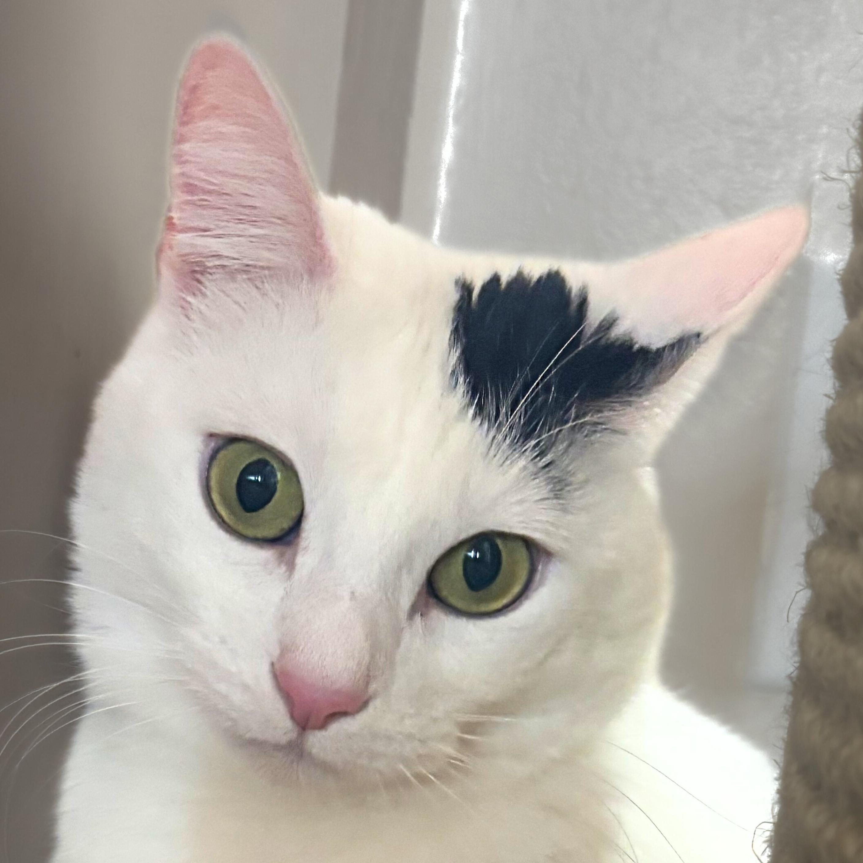 Miss Yvonne, a Adoptable mixed breed in Santa Fe, NM image 3/5