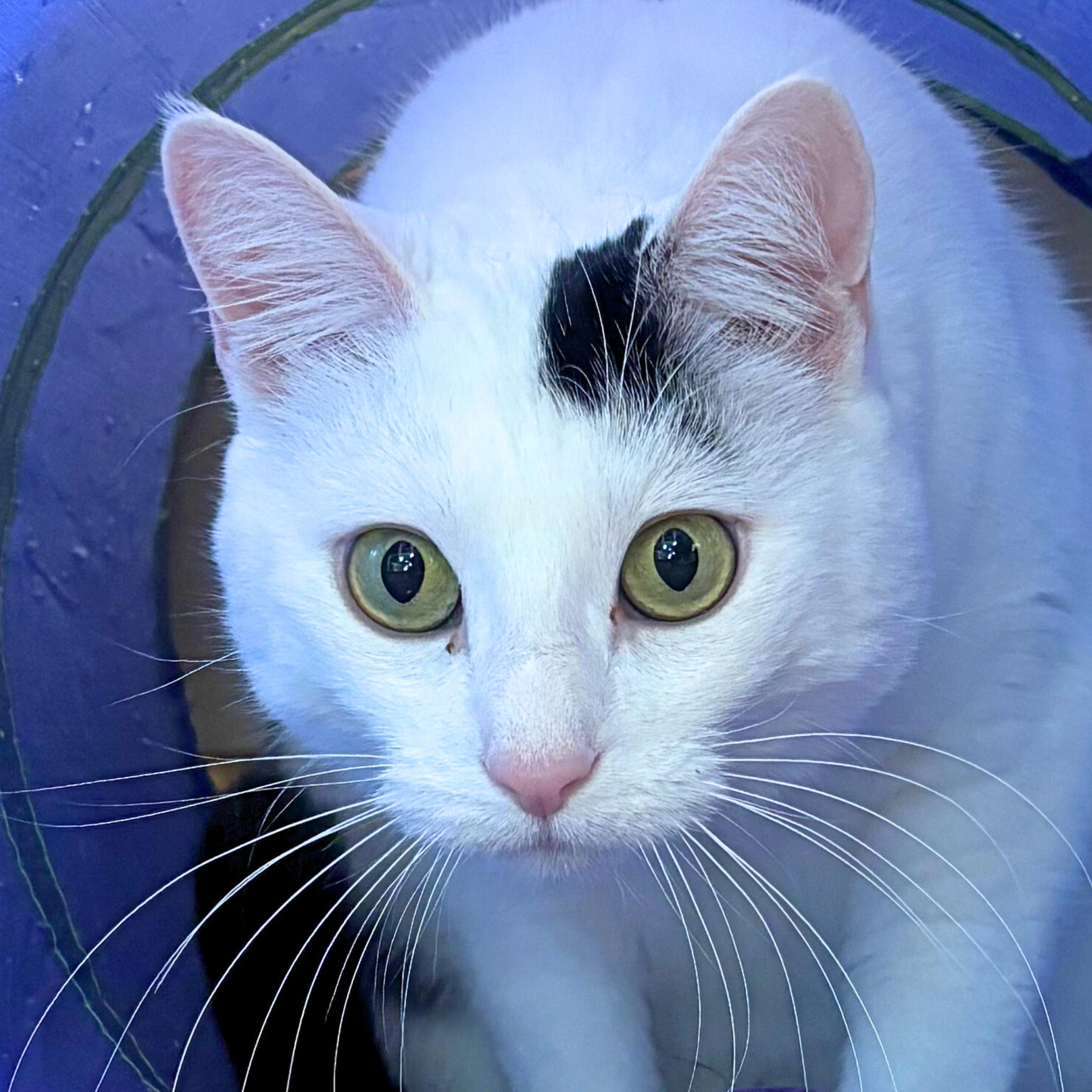 Miss Yvonne, a Adoptable mixed breed in Santa Fe, NM image 4/5