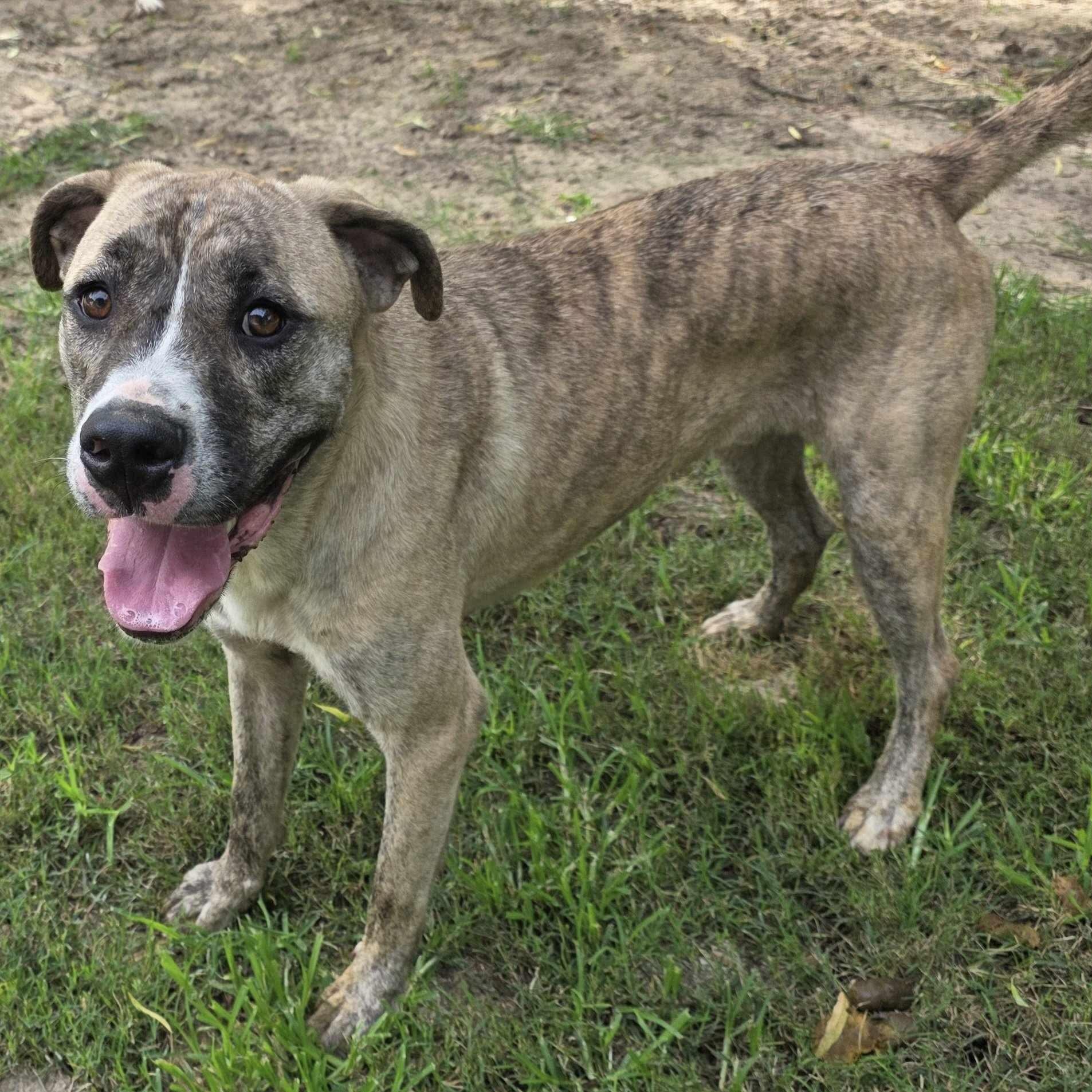 Zamir (20240905-10) ***Part of a bonded pair***