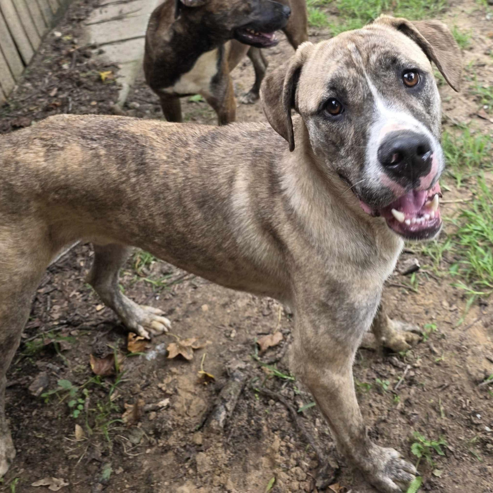 Zamir (20240905-10) ***Part of a bonded pair*** — thumbnail 2