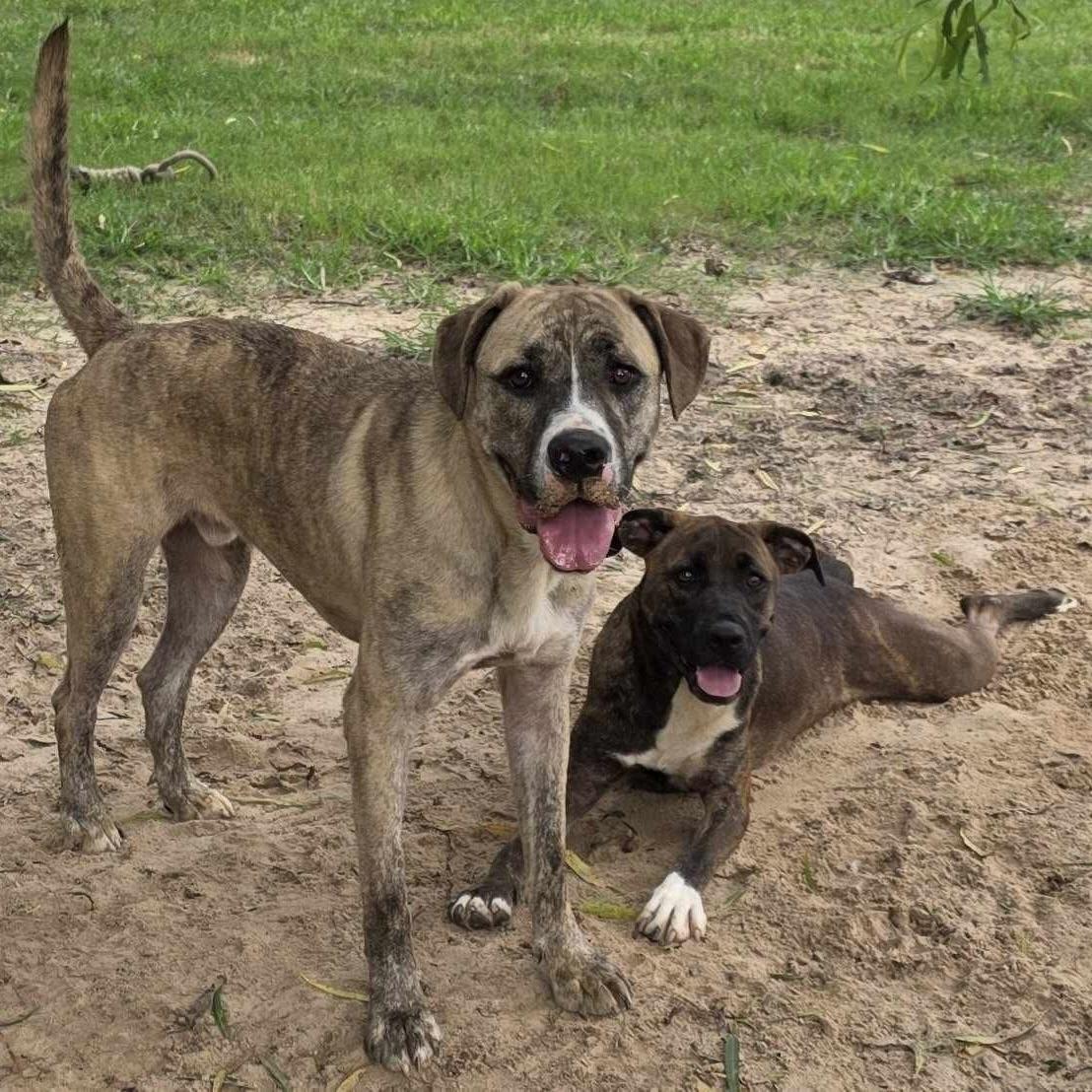 Zamir (20240905-10) ***Part of a bonded pair*** — thumbnail 3