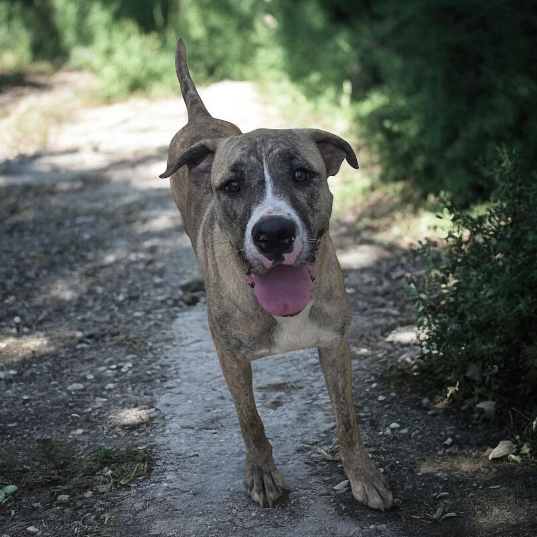 Zamir (20240905-10) ***Part of a bonded pair*** — thumbnail 4