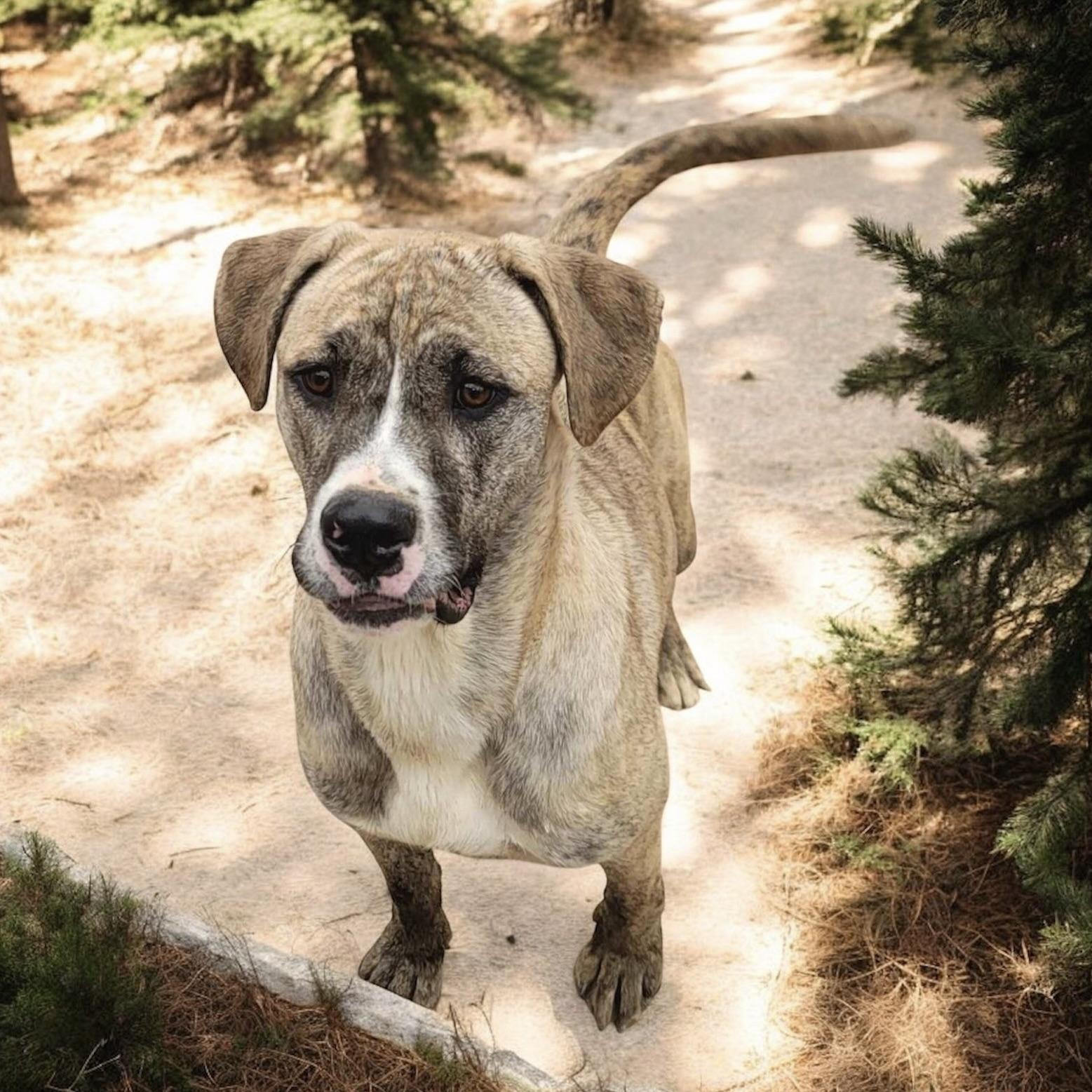 Zamir (20240905-10) ***Part of a bonded pair*** — thumbnail 5