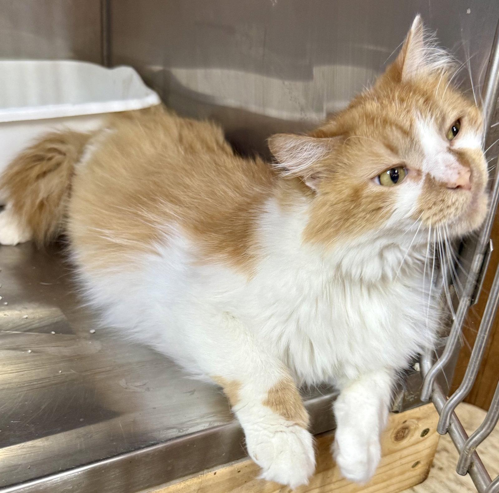 Charlie, Adoptable, Adult Male Domestic Medium Hair.