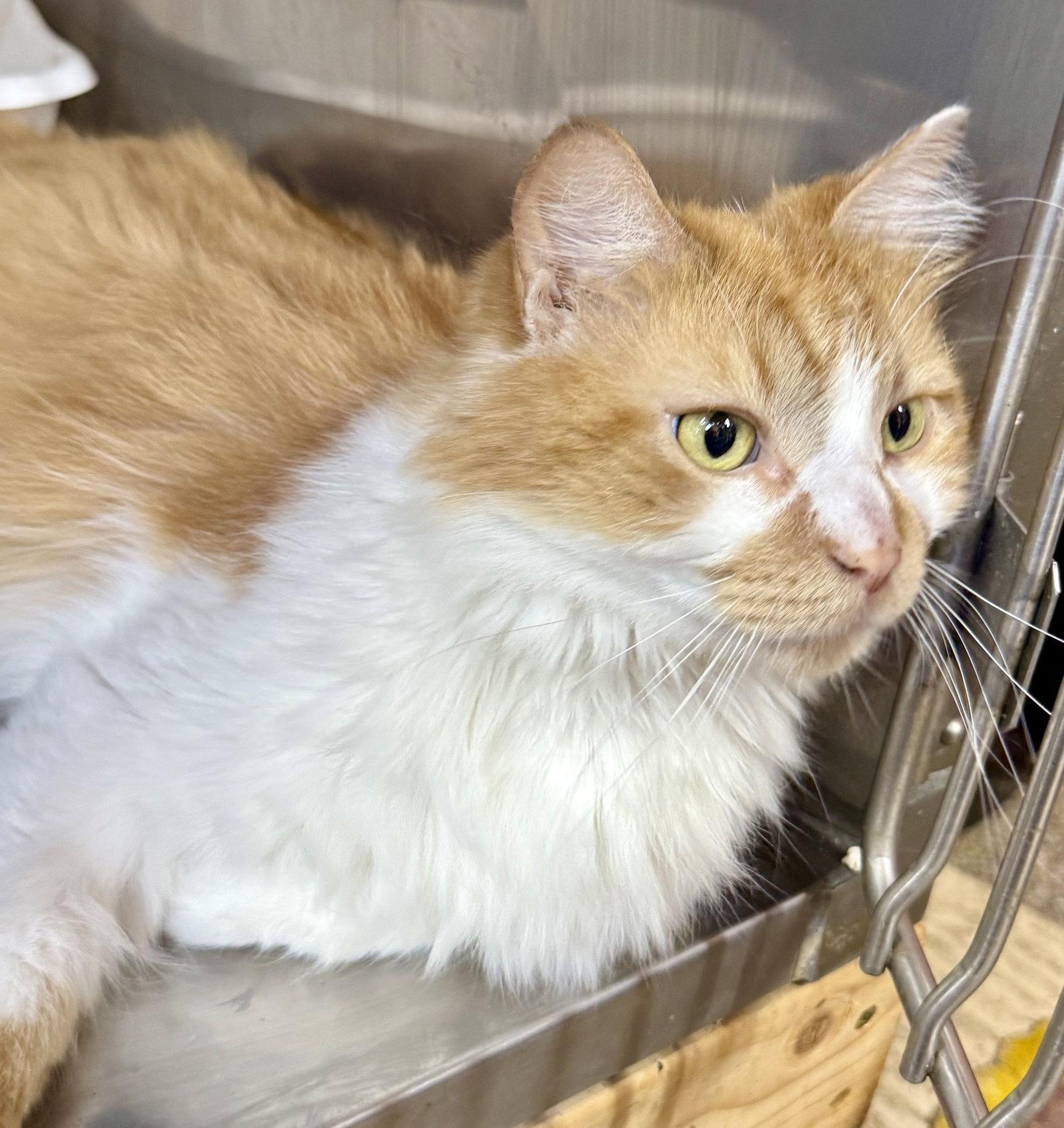Enlarge Charlie, a Adoptable Domestic Medium Hair in Maywood, IL image 2/3