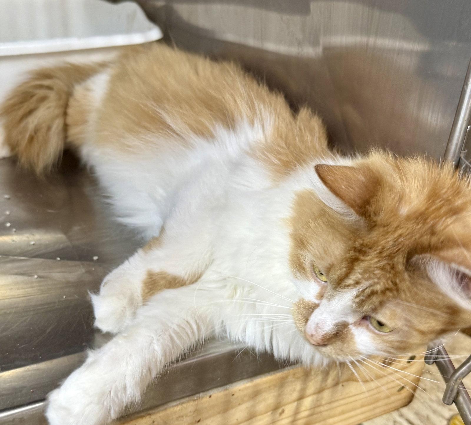 Enlarge Charlie, a Adoptable Domestic Medium Hair in Maywood, IL image 3/3