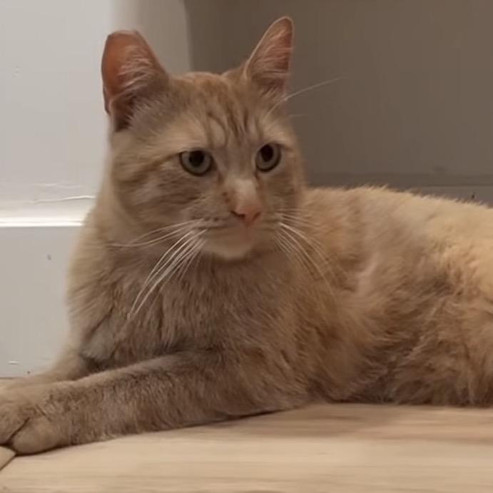 Calvin, Adoptable, Adult Male Domestic Short Hair.