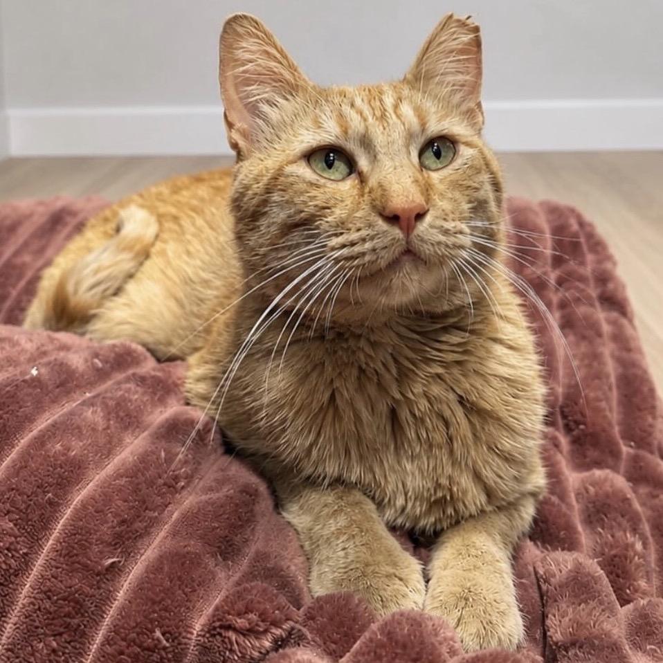 Calvin, a Adoptable Domestic Short Hair in Park City, UT image 2/2
