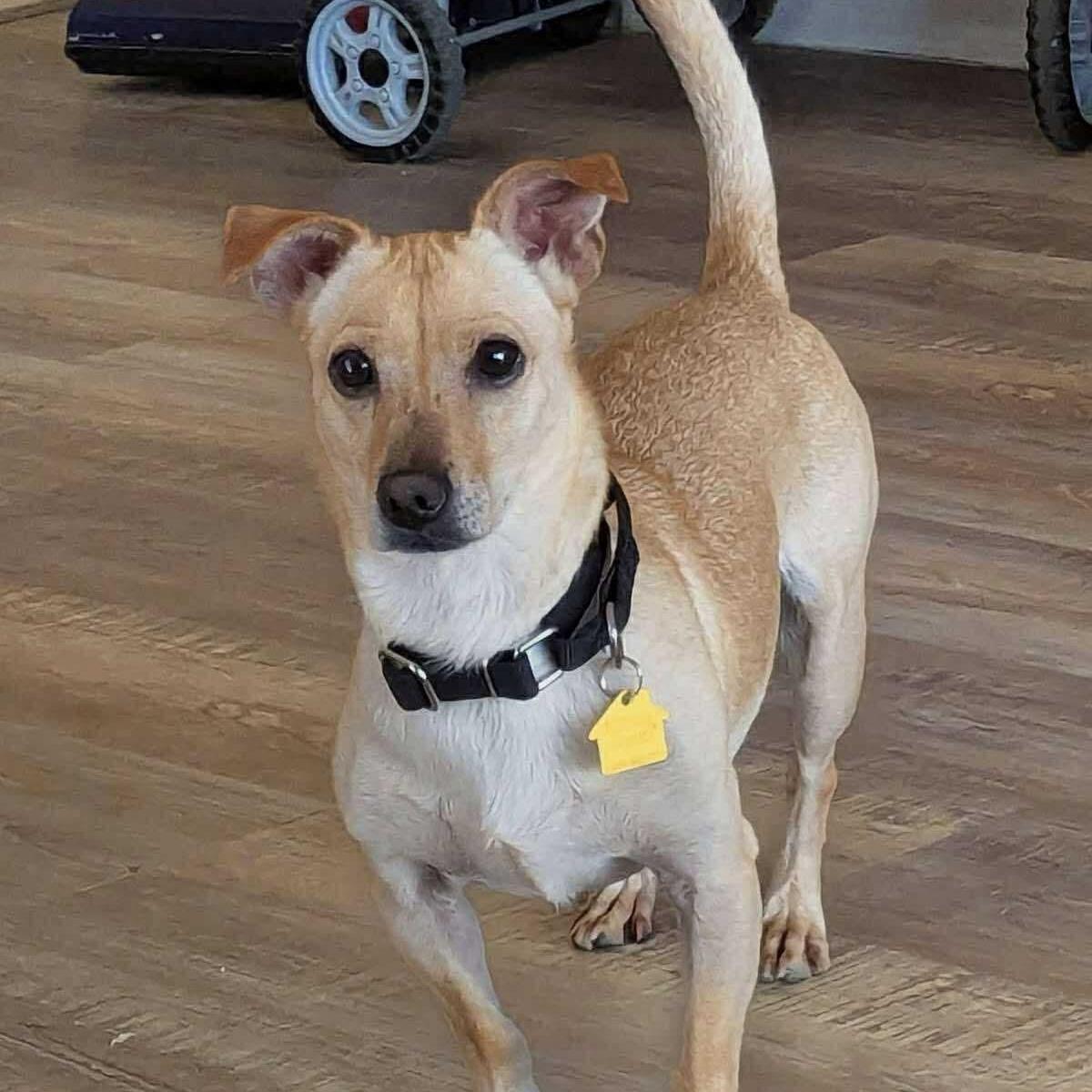 Timmy, a Adoptable mixed breed in Phoenix, AZ image 2/6