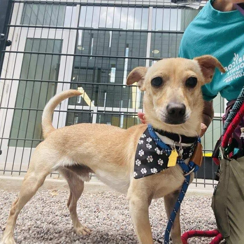 Timmy, a Adoptable mixed breed in Phoenix, AZ image 5/6