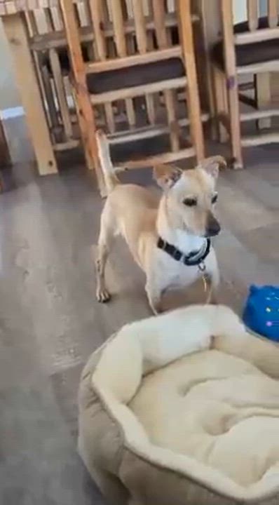 Enlarge Timmy, a Adoptable mixed breed in Phoenix, AZ video 6/6