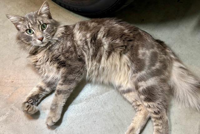Enlarge Simba, an adopted Norwegian Forest Cat in Tustin, CA image 1/6