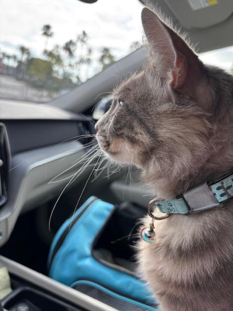 Enlarge Simba, an adopted Norwegian Forest Cat in Tustin, CA image 2/6