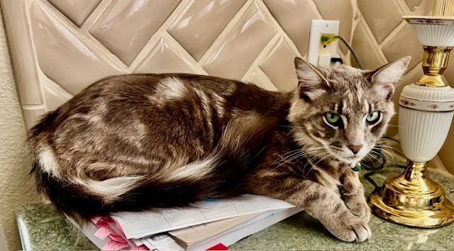 Enlarge Simba, an adopted Norwegian Forest Cat in Tustin, CA image 6/6