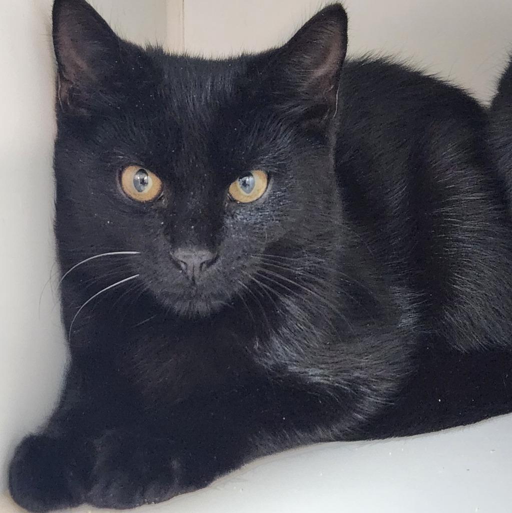 Nimbus, Adoptable, Young Male Domestic Short Hair.