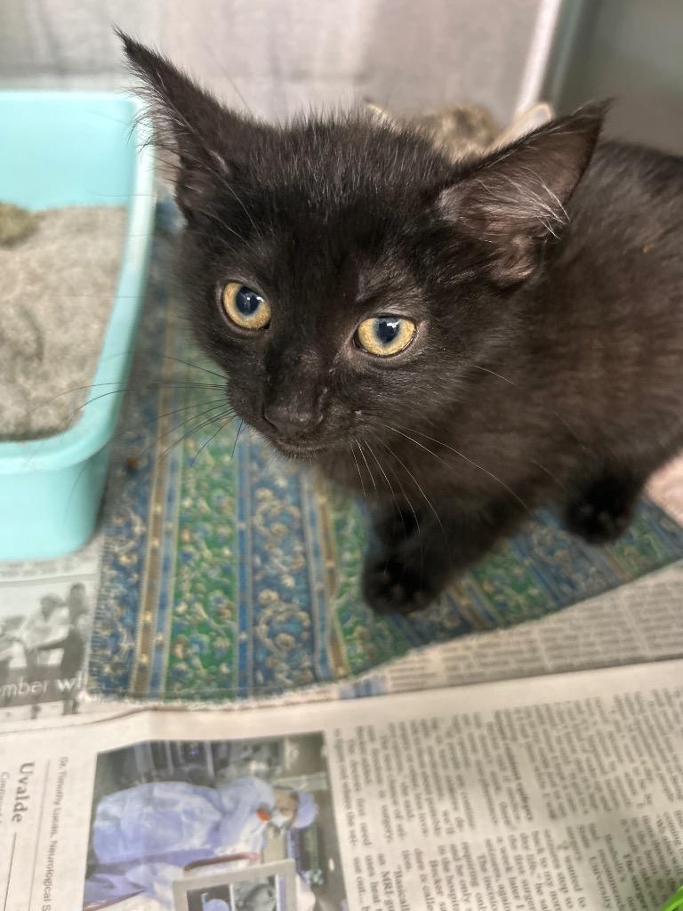 Enlarge Shadow Jr., a Adoptable mixed breed in Bryan, OH image 1/1
