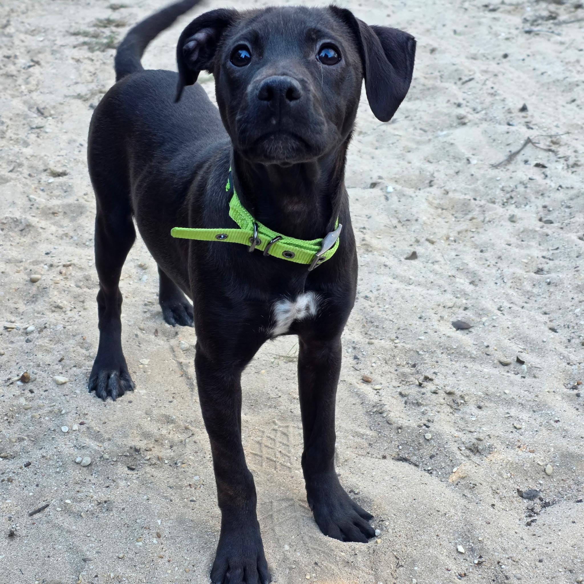 Chanel No. 5 — thumbnail 2