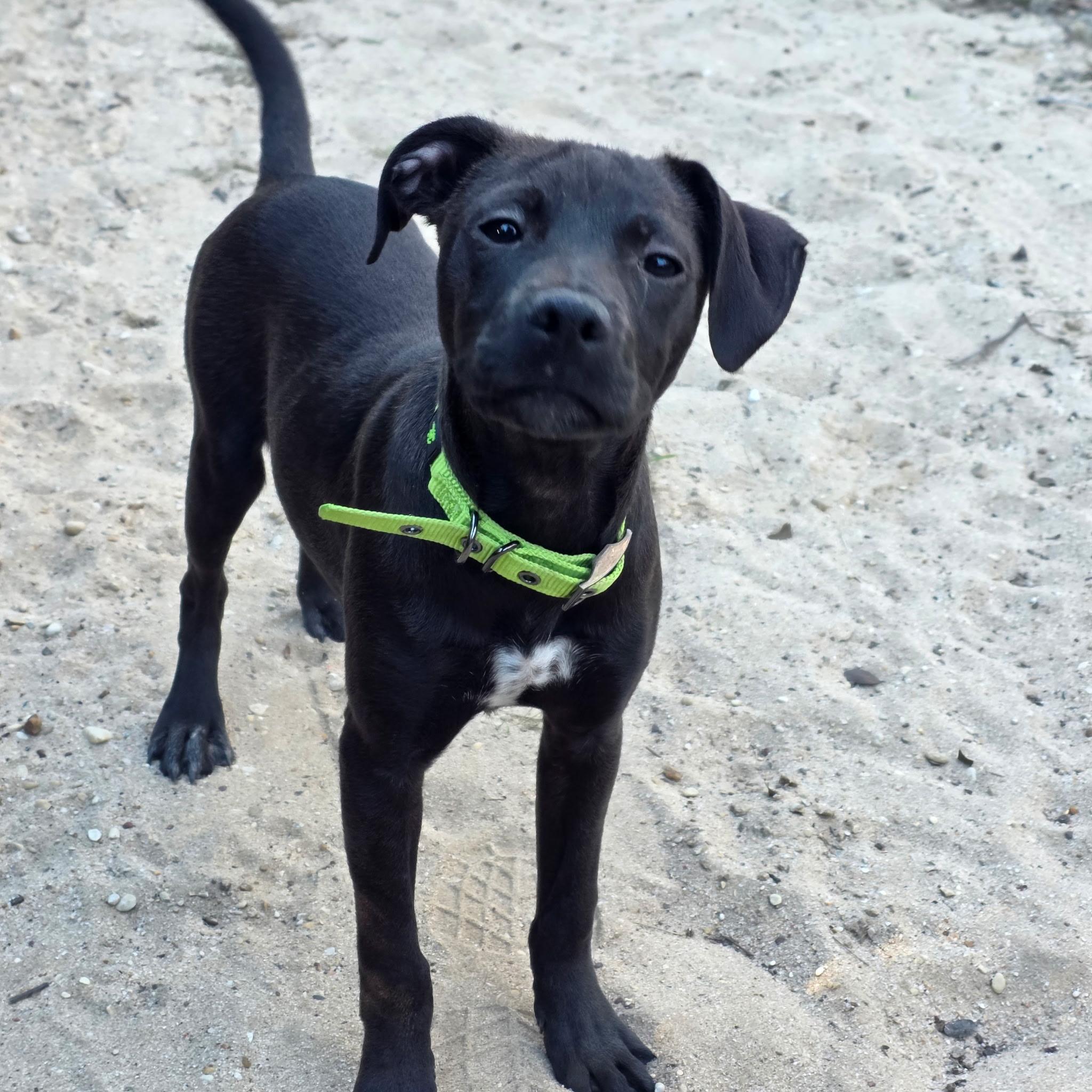 Chanel No. 5 — thumbnail 3