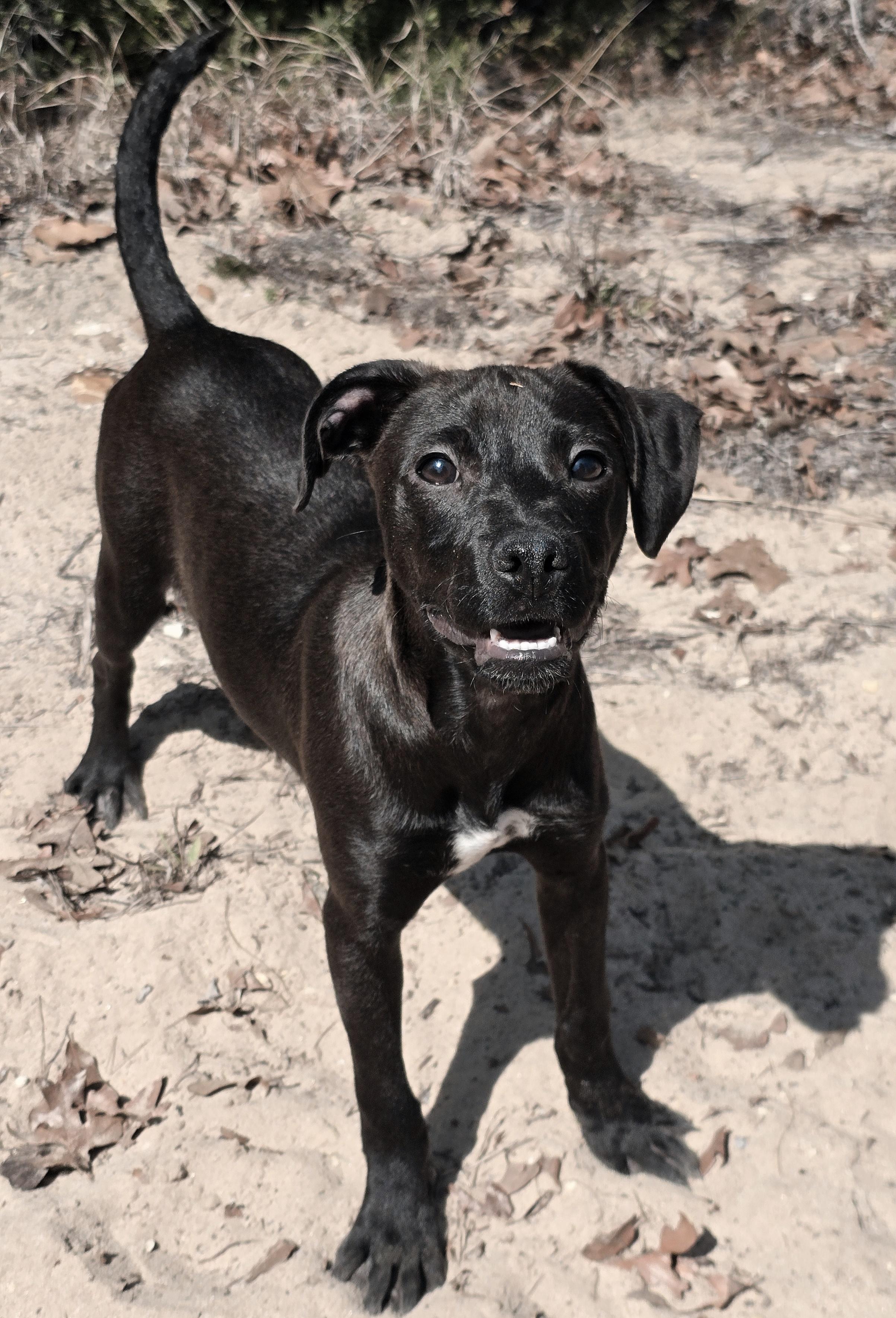 Chanel No. 5 — thumbnail 4