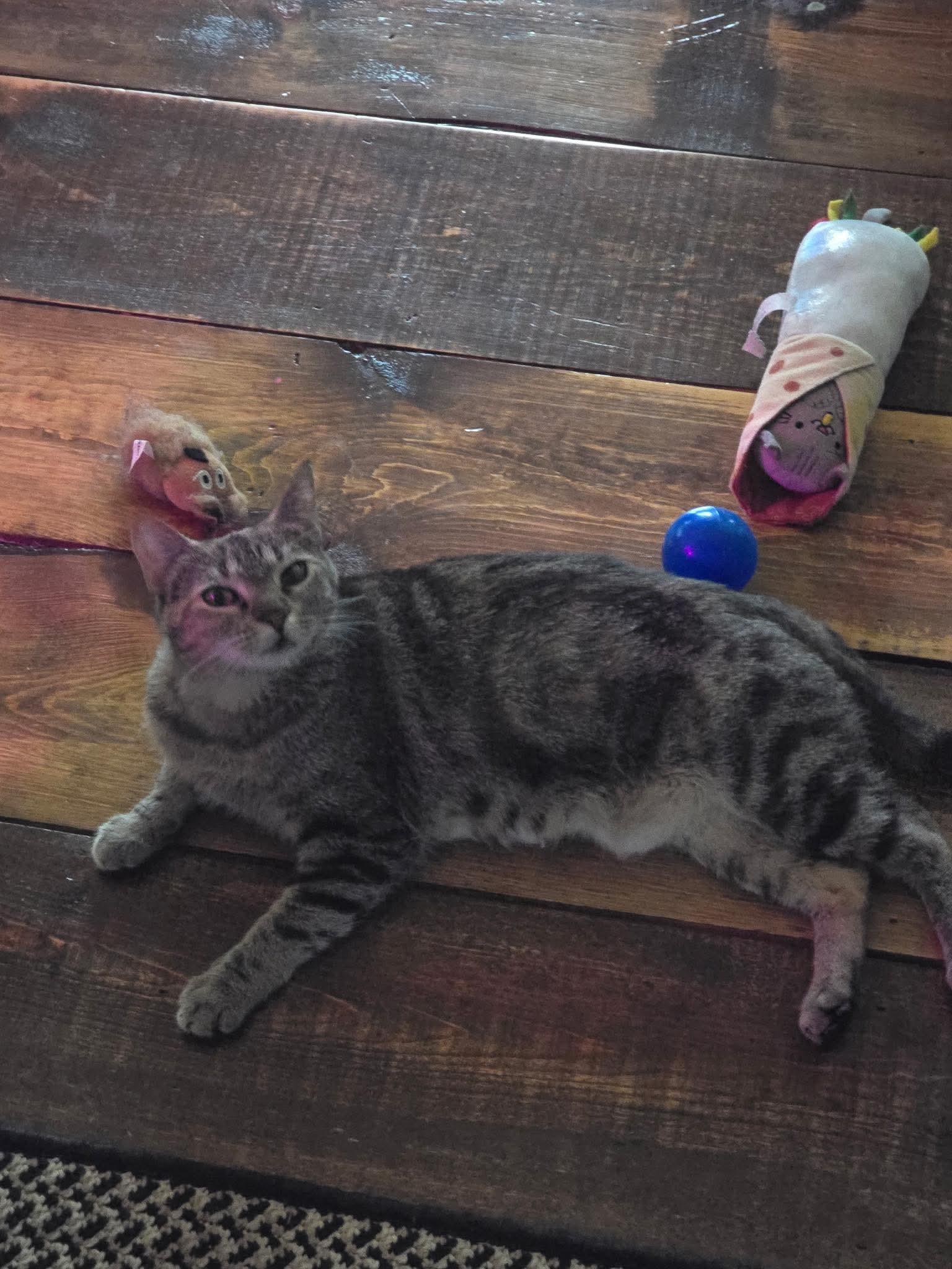 Nesta, an adoptable Domestic Short Hair in North Platte, NE, 69101 | Photo Image 4