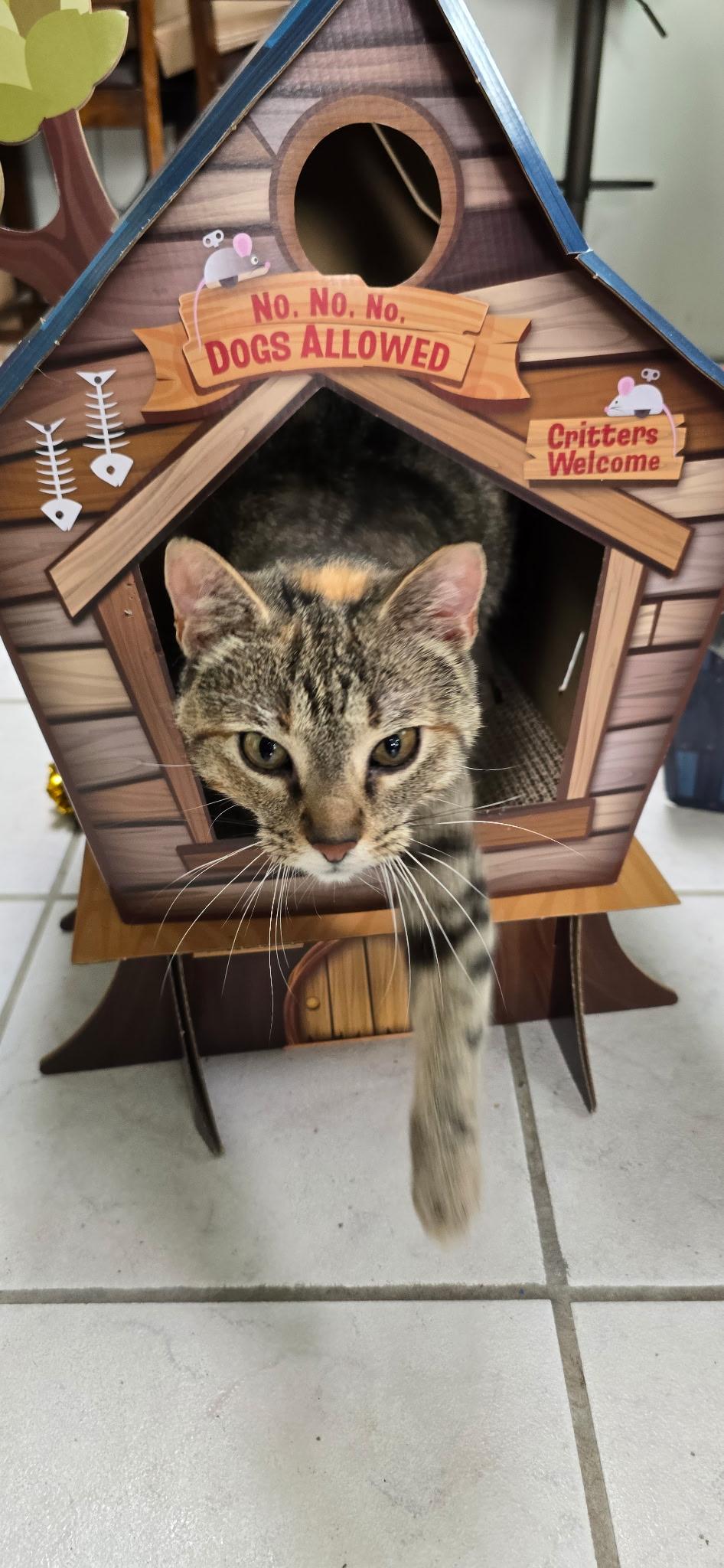 Nesta, an adoptable Domestic Short Hair in North Platte, NE, 69101 | Photo Image 1