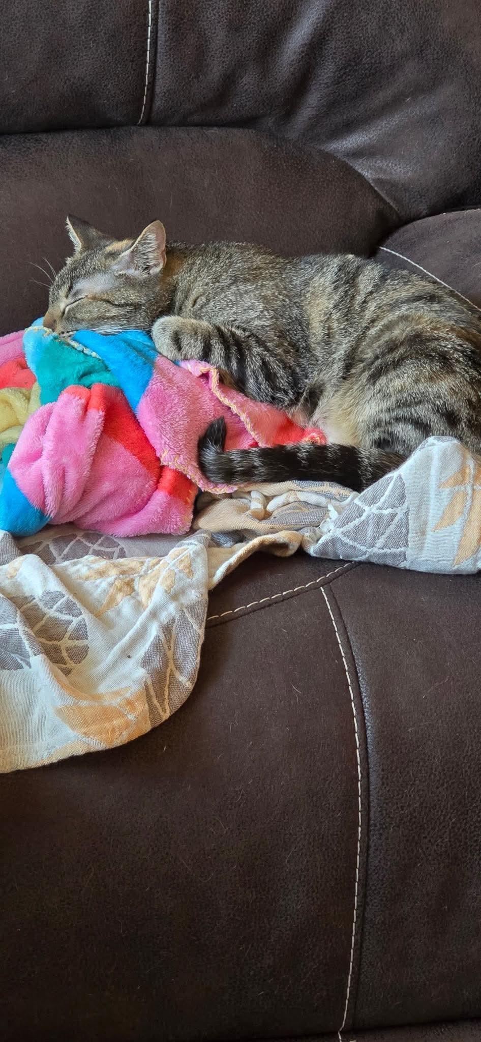 Nesta, an adoptable Domestic Short Hair in North Platte, NE, 69101 | Photo Image 5