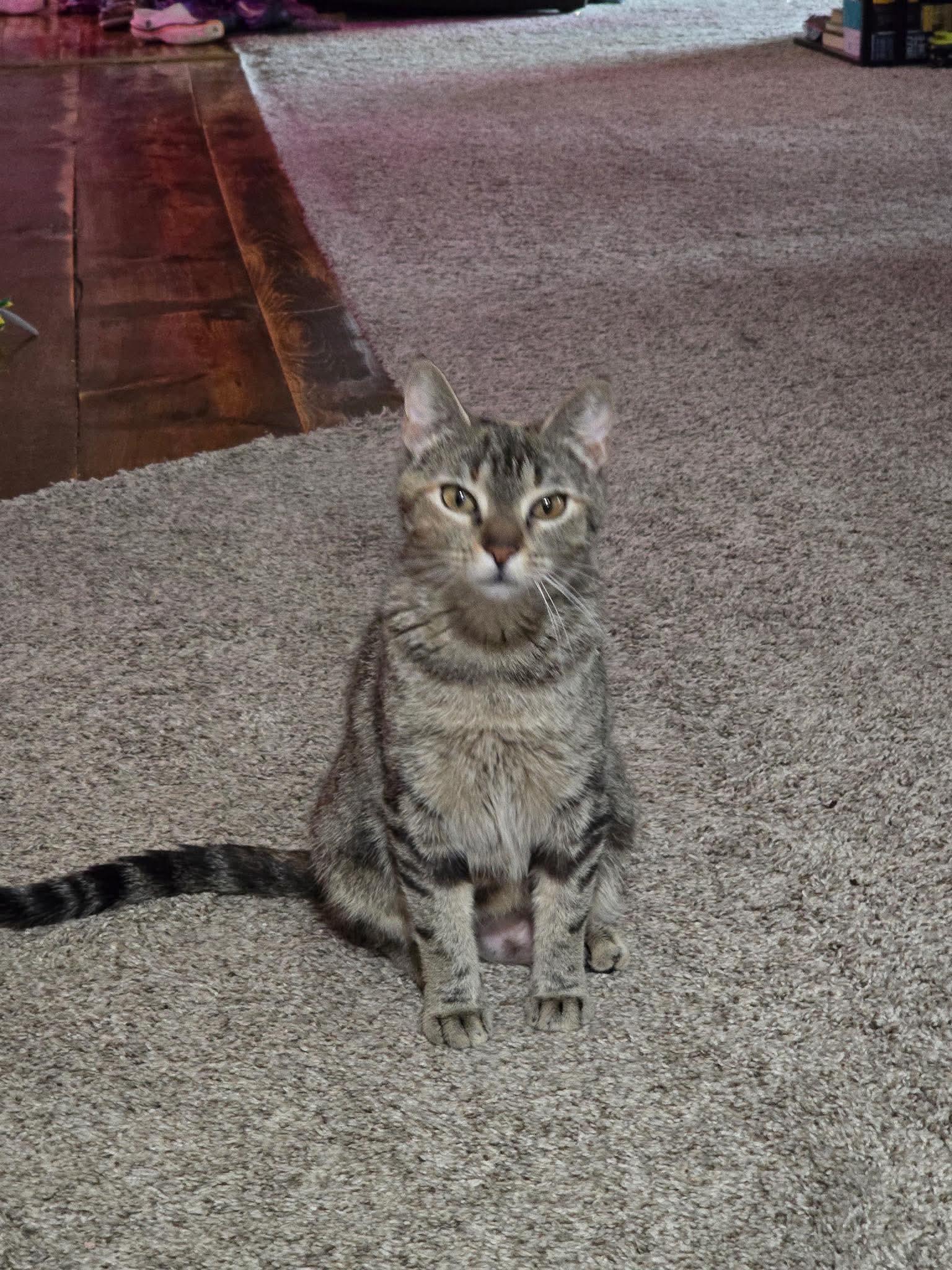 Nesta, an adoptable Domestic Short Hair in North Platte, NE, 69101 | Photo Image 3