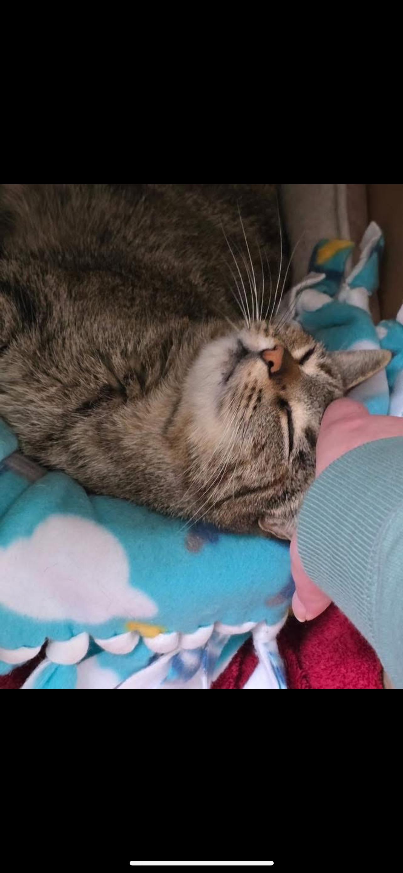 Nesta, an adoptable Domestic Short Hair in North Platte, NE, 69101 | Photo Image 2