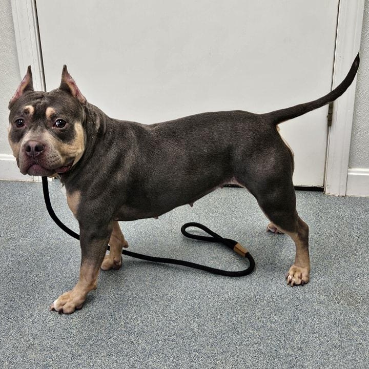 Nyla, Adopted, Young Female Pit Bull Terrier.