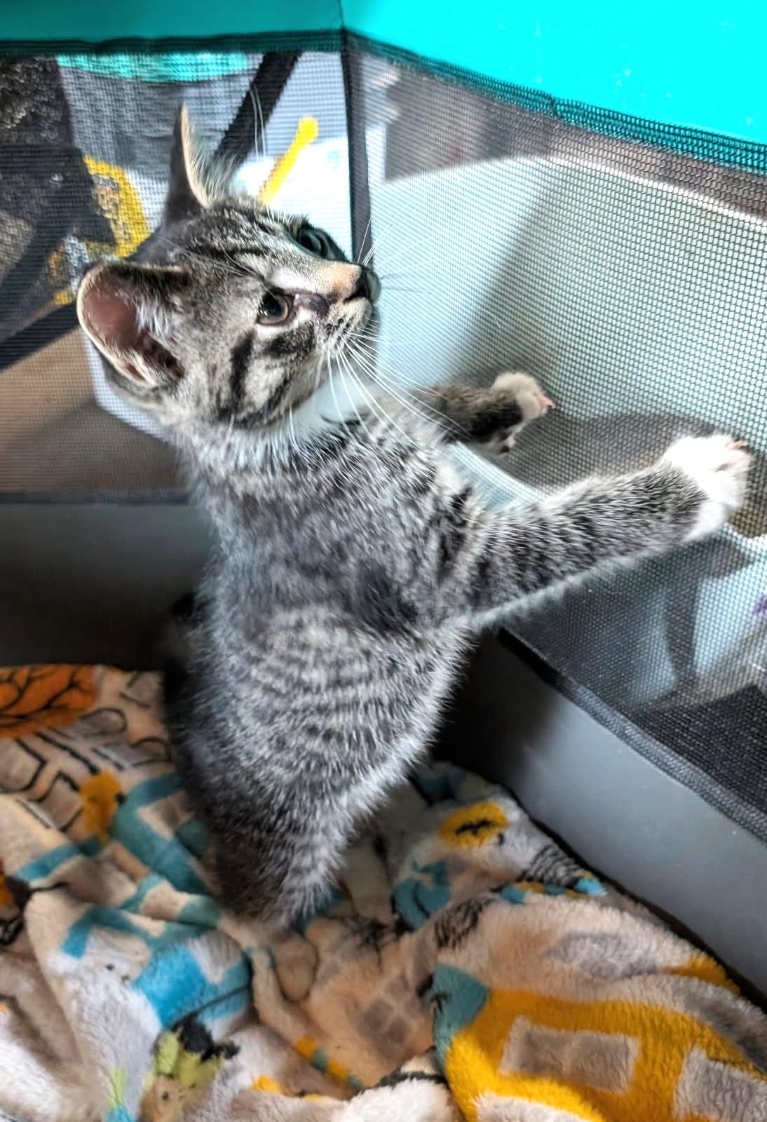 Enlarge Elio      (Bonded to Egan), a Adoptable mixed breed in Ypsilanti, MI image 2/6