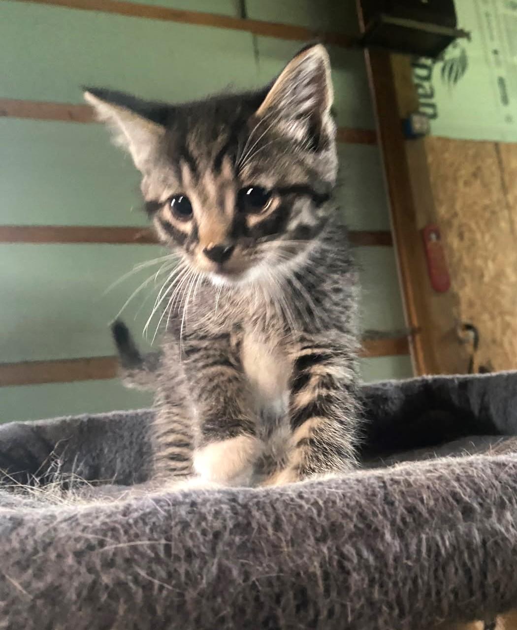 Enlarge Elio      (Bonded to Egan), a Adoptable mixed breed in Ypsilanti, MI image 1/6