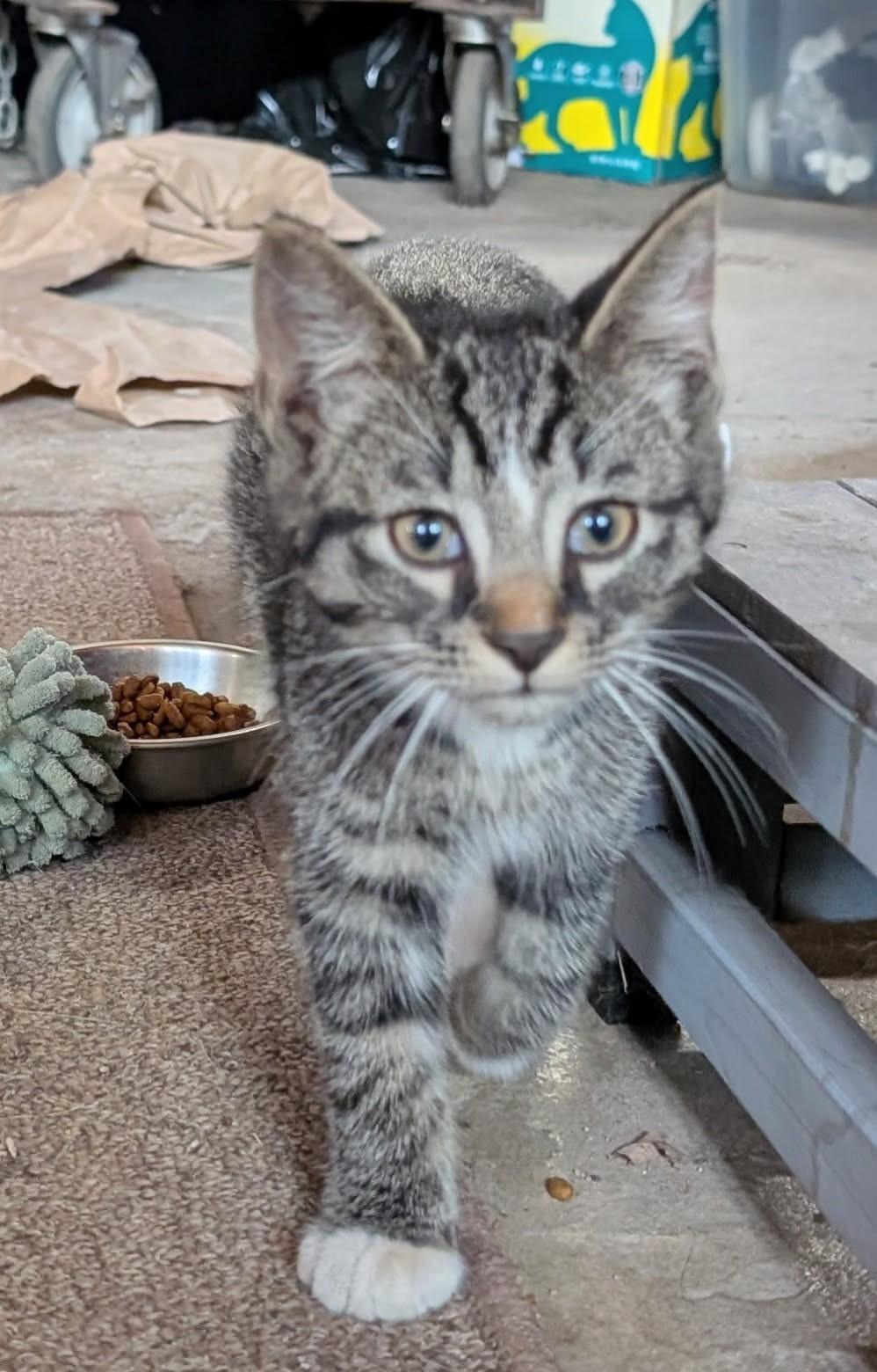 Elio      (Bonded to Egan)