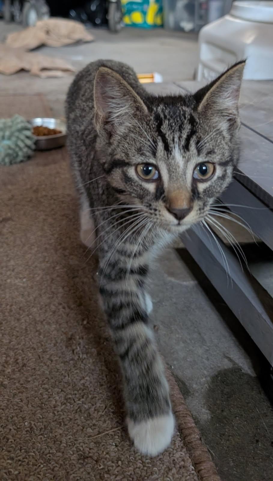 Elio      (Bonded to Egan)