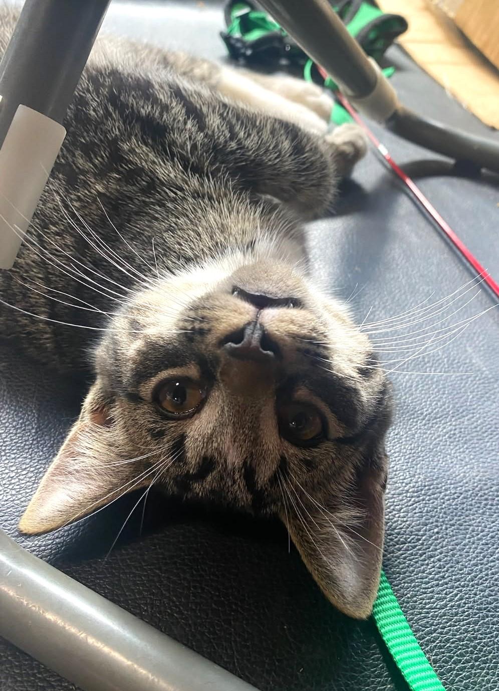 Elio      (Bonded to Egan)