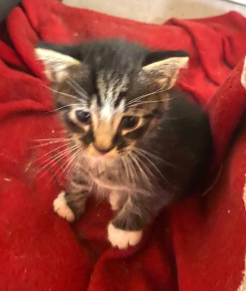 Elio      (Bonded to Egan)